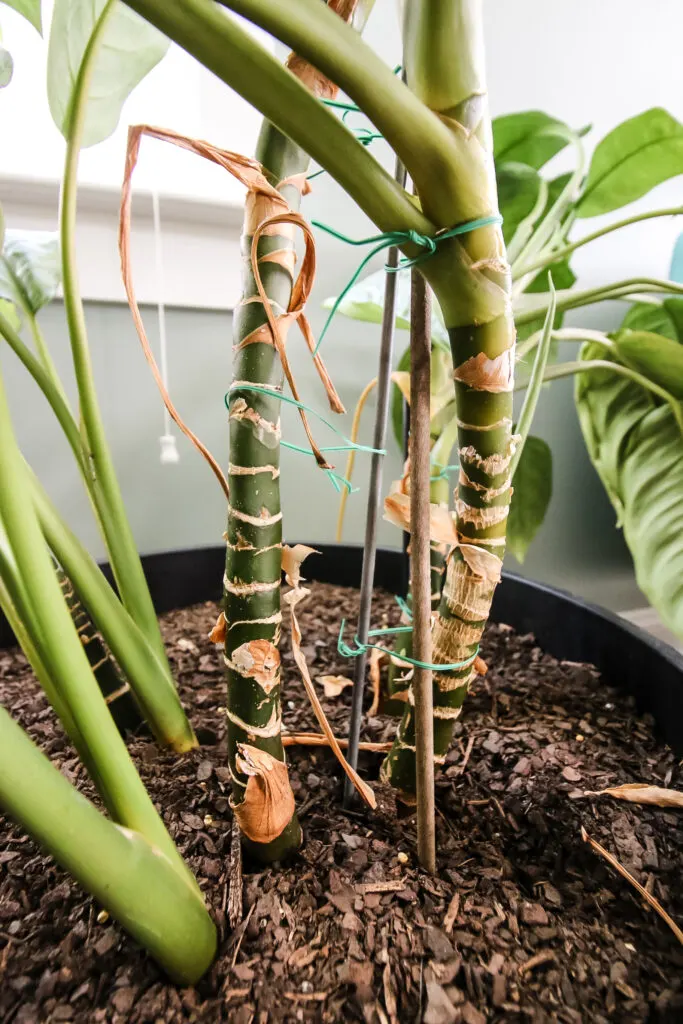 staking a chinese evergreen plant