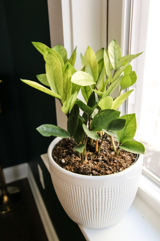 chameleon zz plant in a white pot