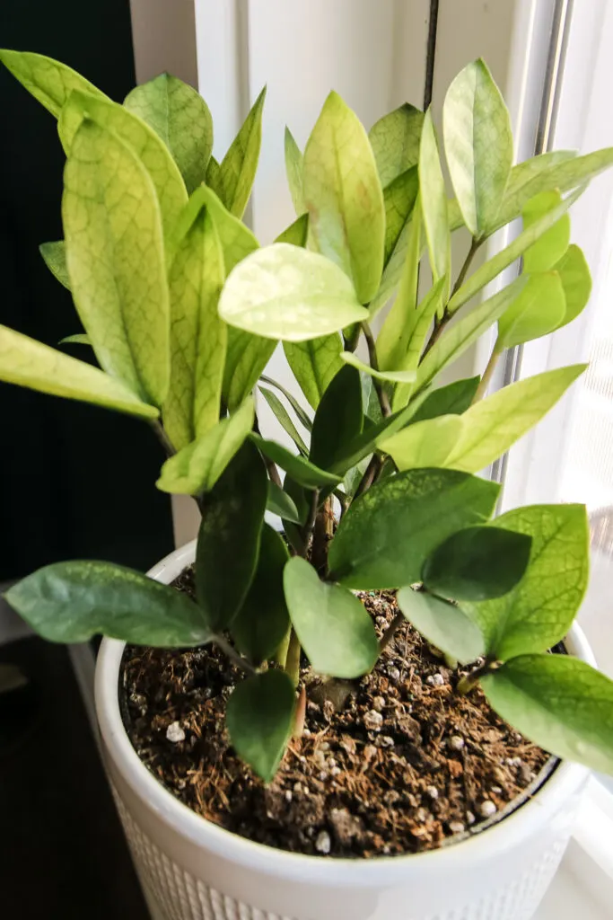 close up of chameleon zz plant in a white pot