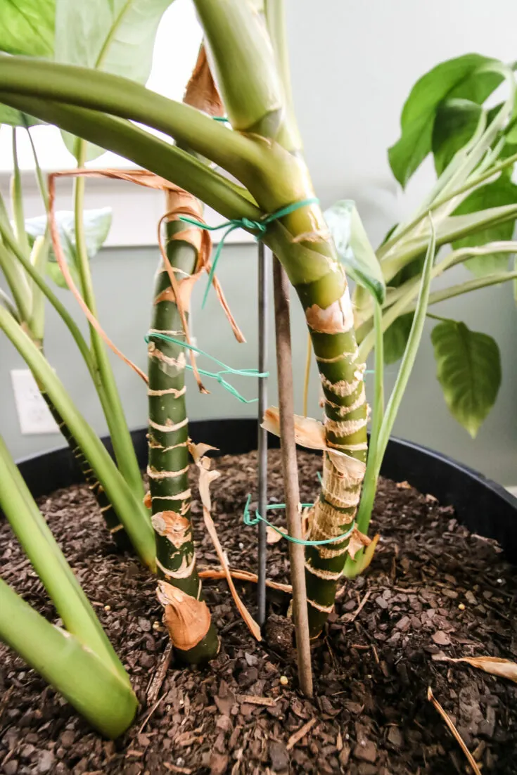 staked chinese evergreen plant