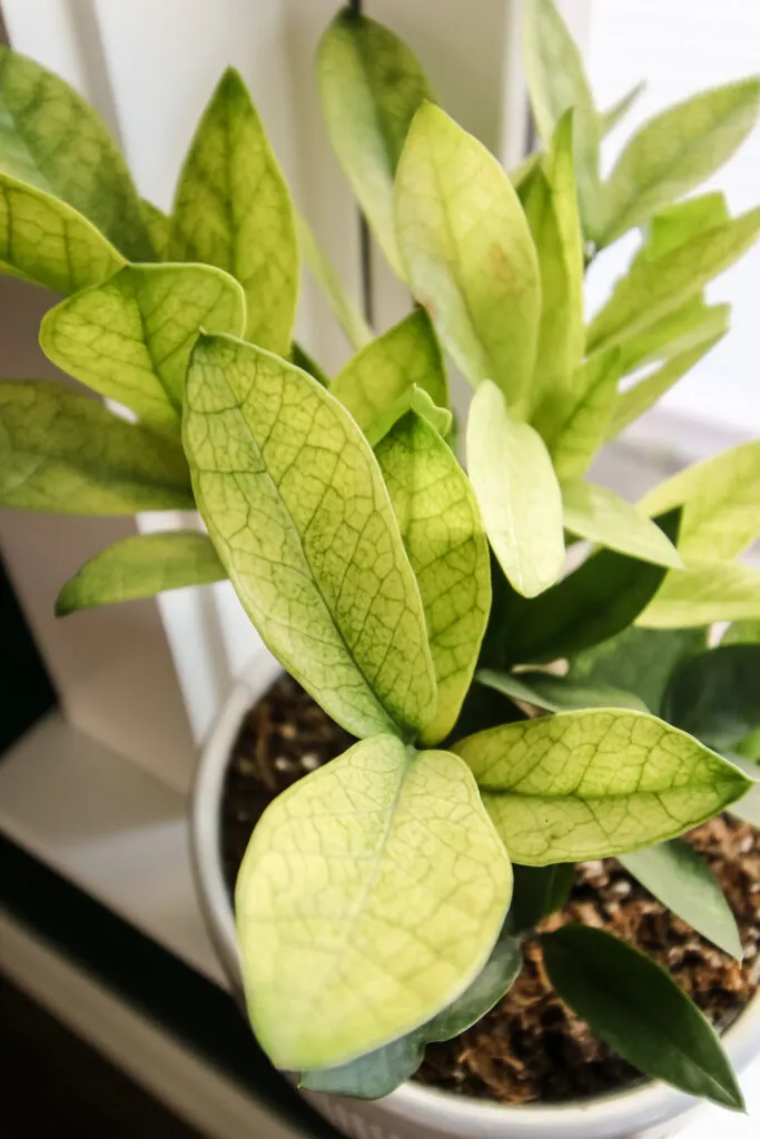 close up of chameleon zz plant in a white pot