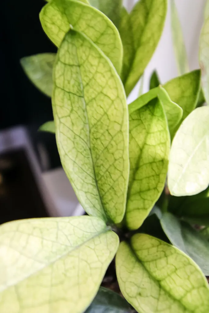 close up of chameleon zz plant in a white pot