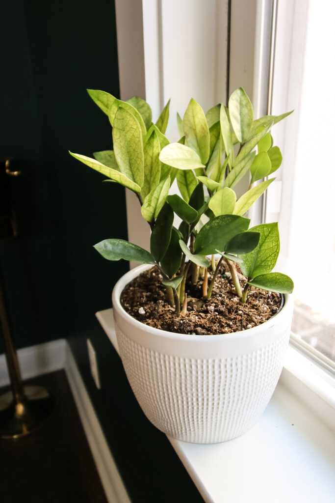 chameleon zz plant in a white pot