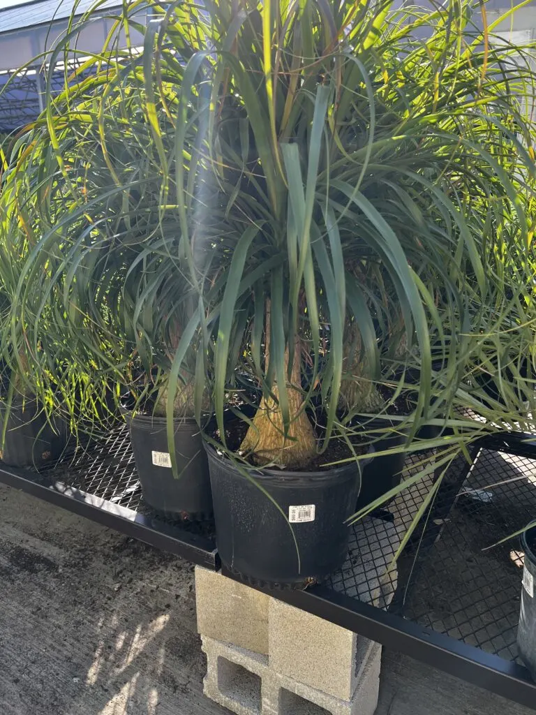 potted ponytail palm at home depot