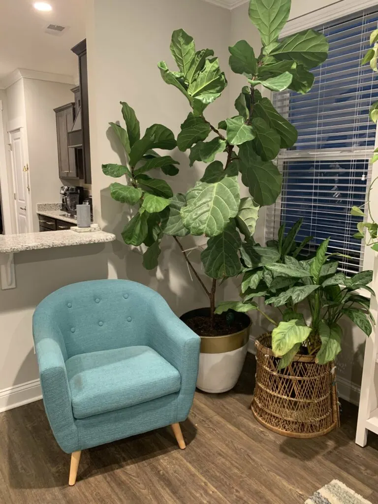 plants in a window next to a chair