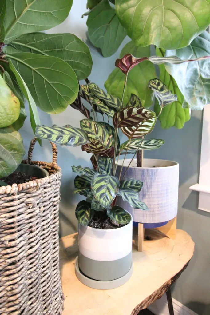 potted plants on a shelf