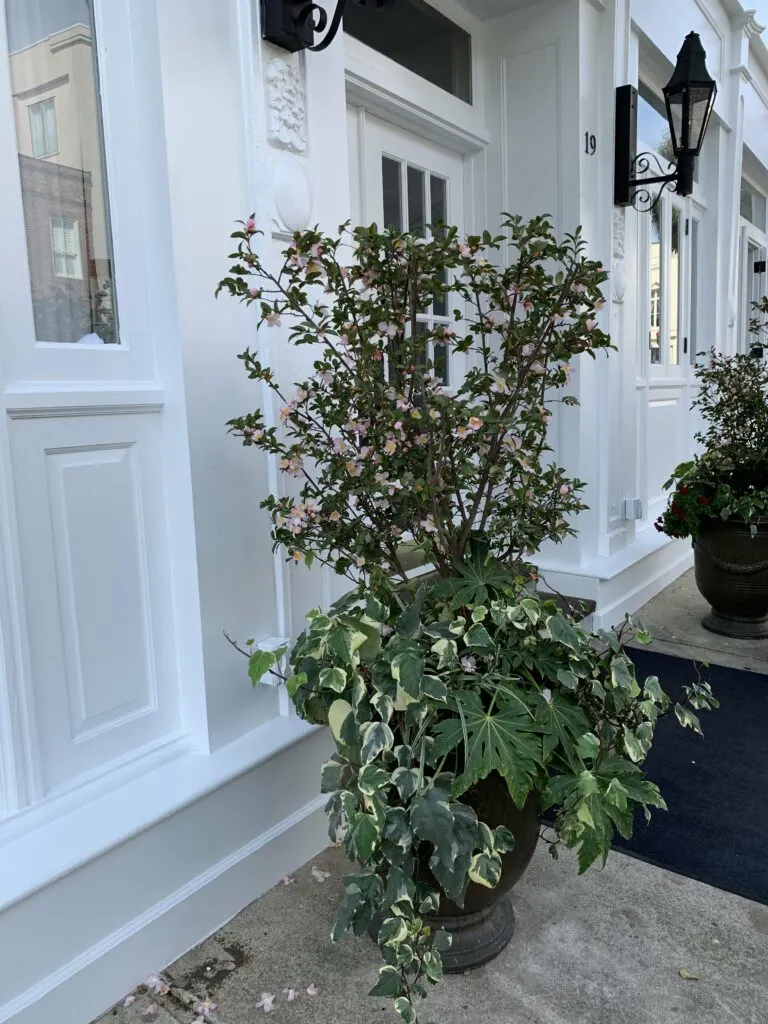 potted plants outdoors