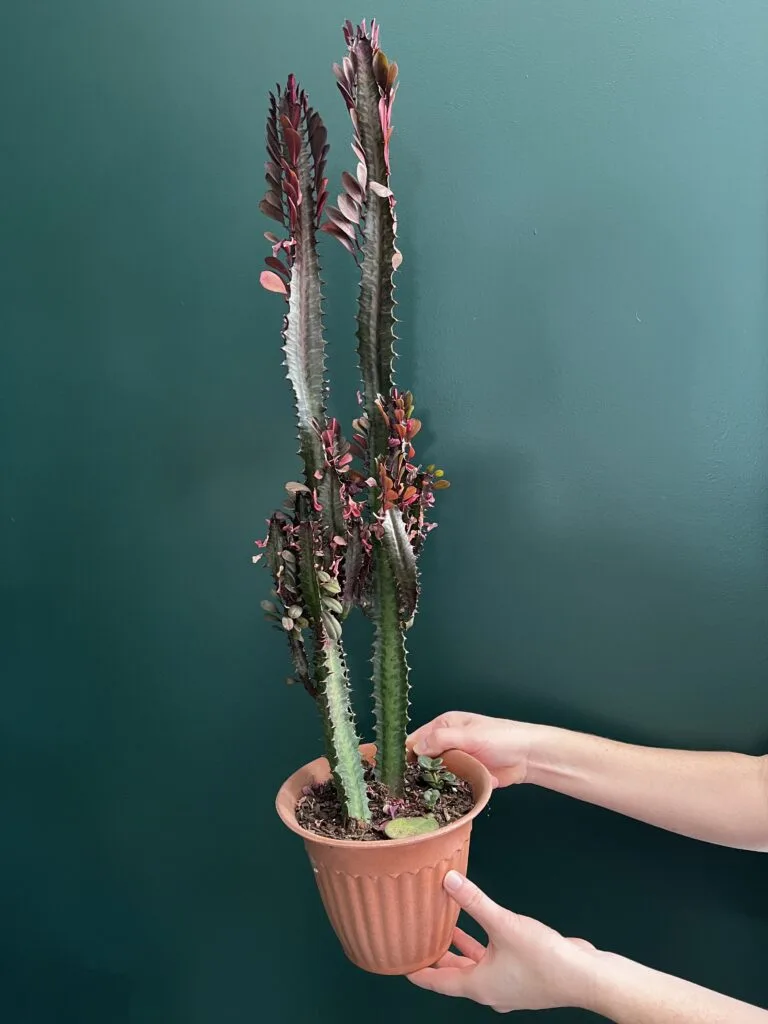 African milk tree in a pot