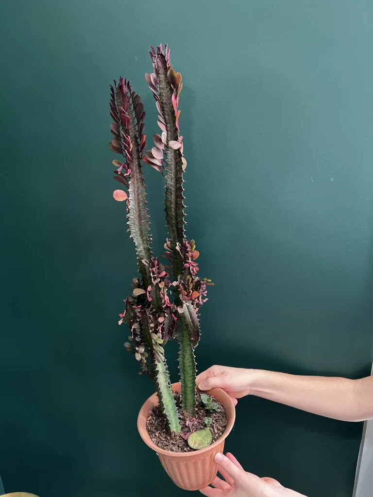 African milk tree in a pot