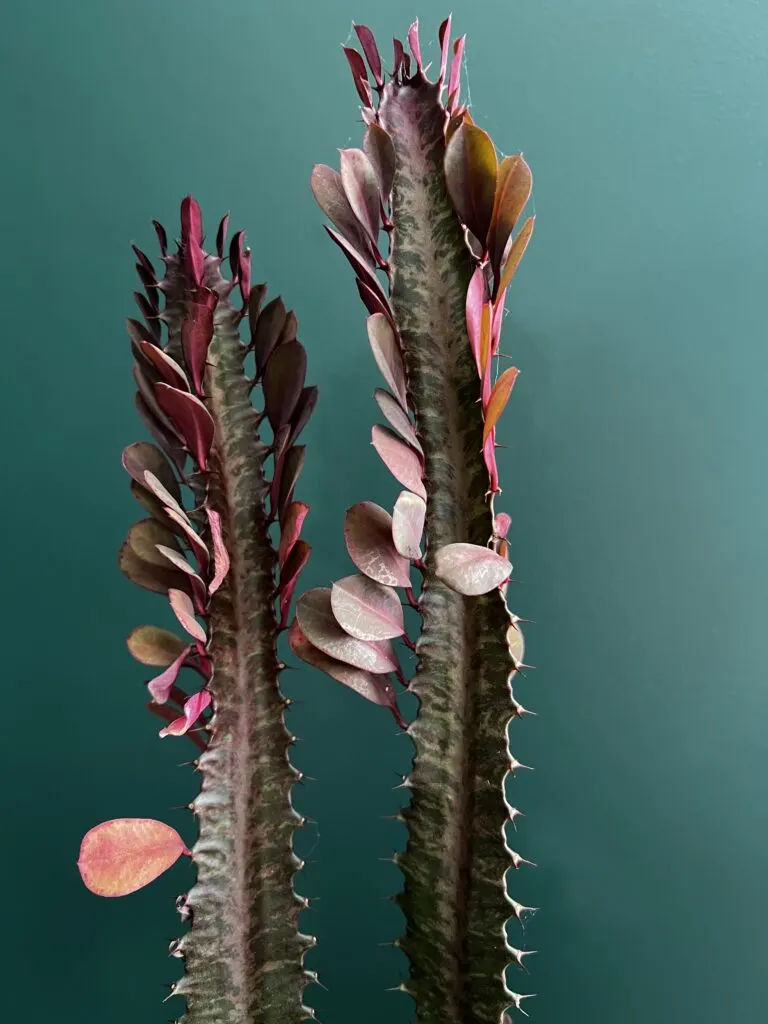 African milk tree in a pot