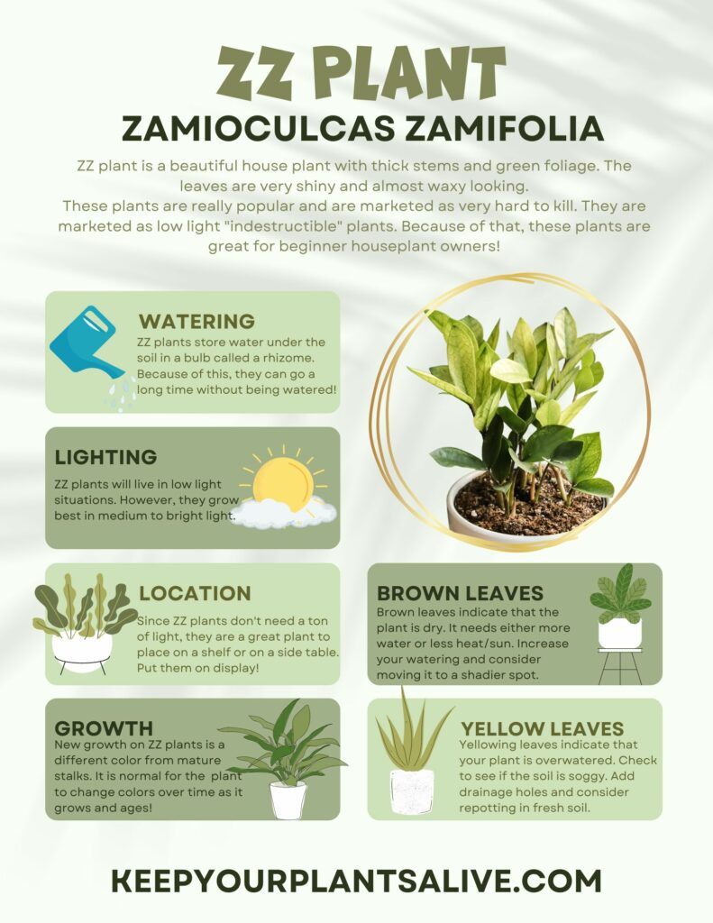 ZZ plant care guide