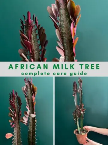 african milk tree care guide