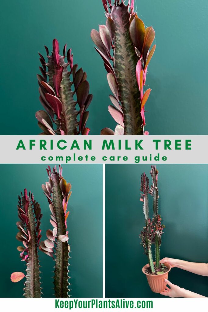 african milk tree care guide 