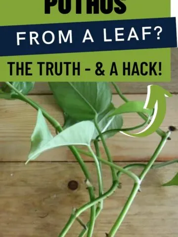 can you propagate pothos from a leaf