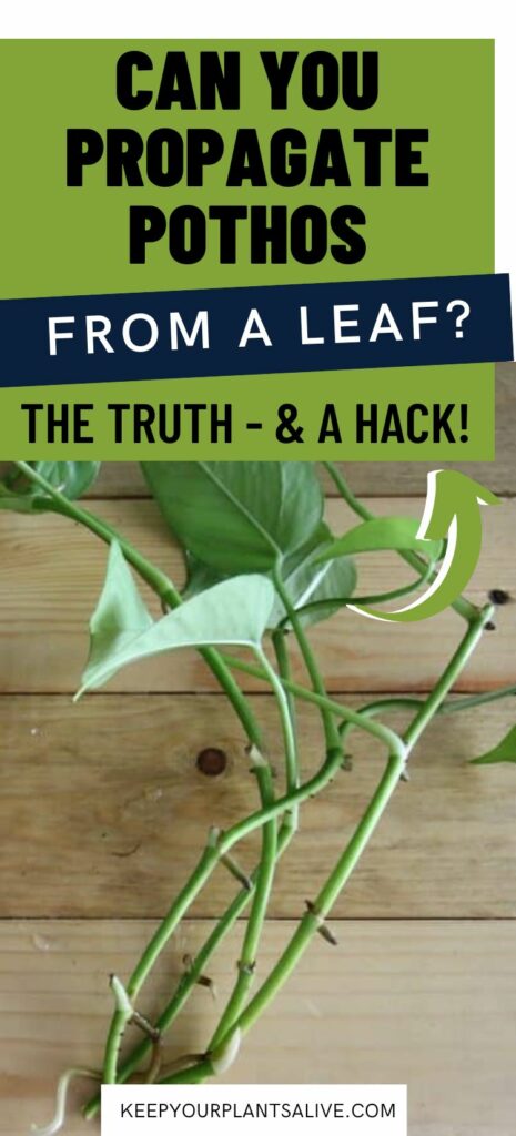 can you propagate pothos from a leaf