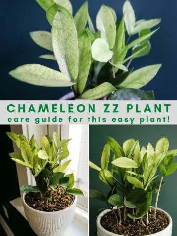 chameleon ZZ plant care guide