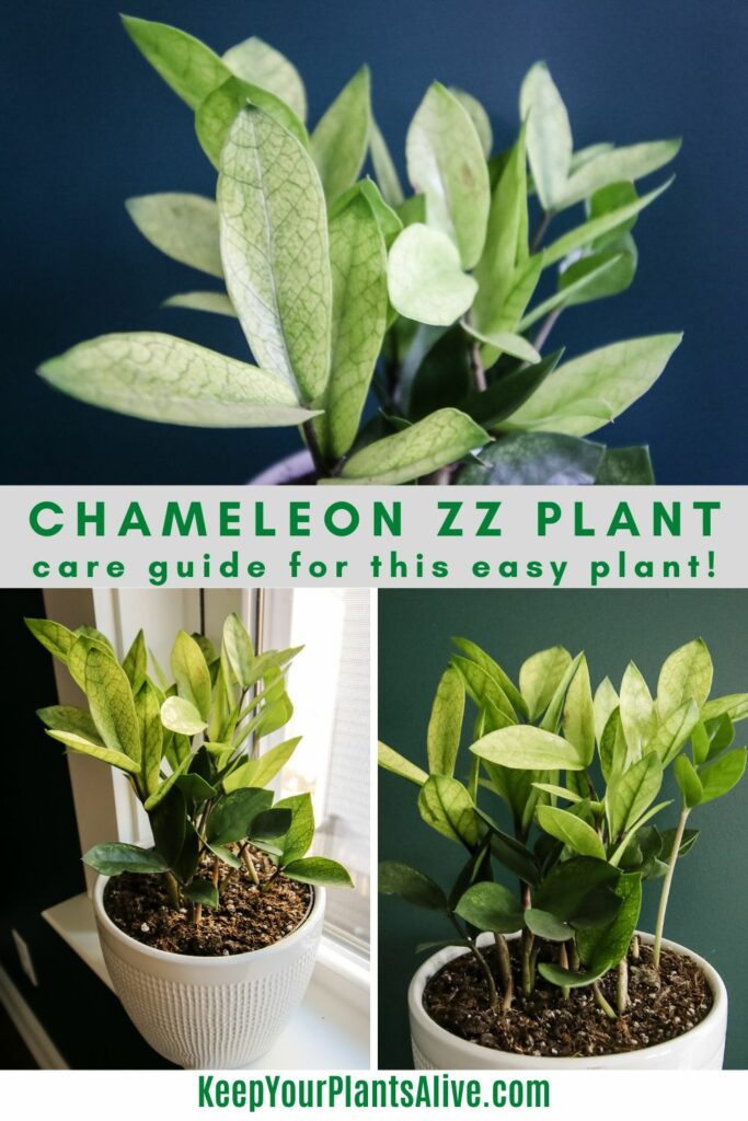 chameleon ZZ plant care guide
