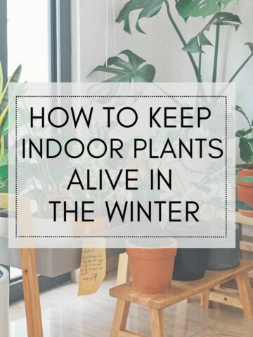 how to keep indoor plants alive in the winter