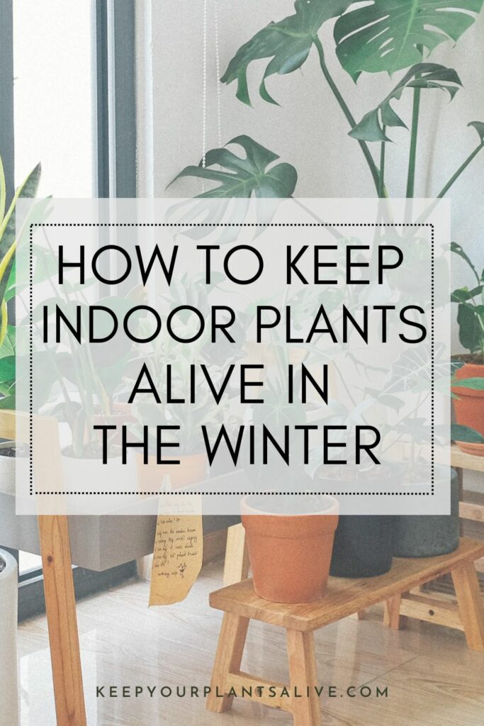 how to keep indoor plants alive in the winter