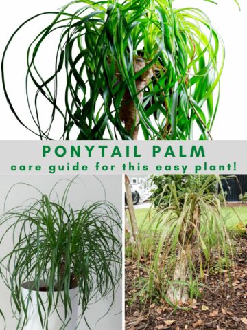 ponytail palm plant care guide