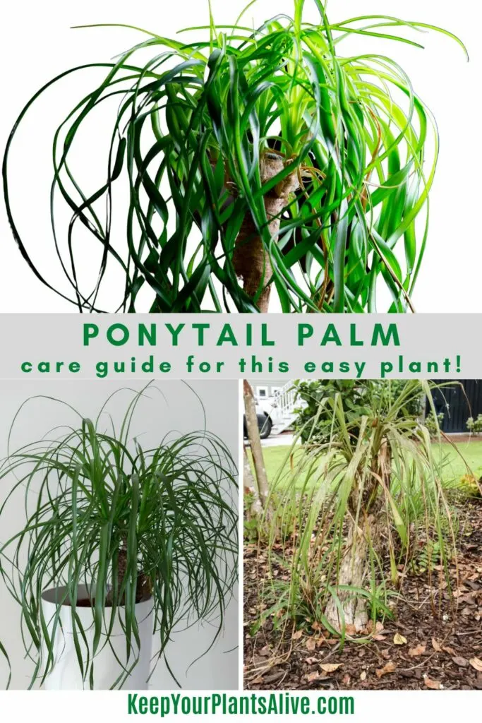 ponytail palm plant care guide