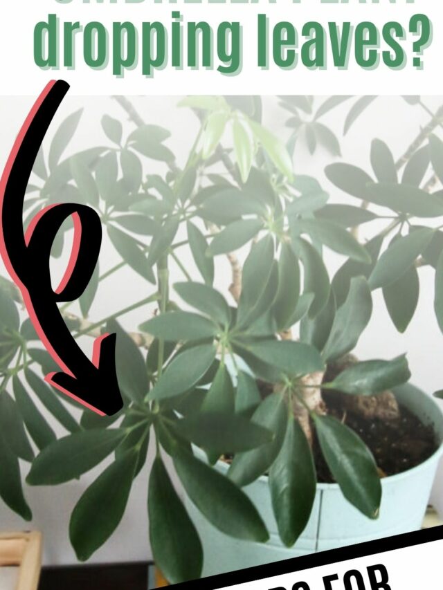 Why are my umbrella plant leaves turning brown? keep your plants alive