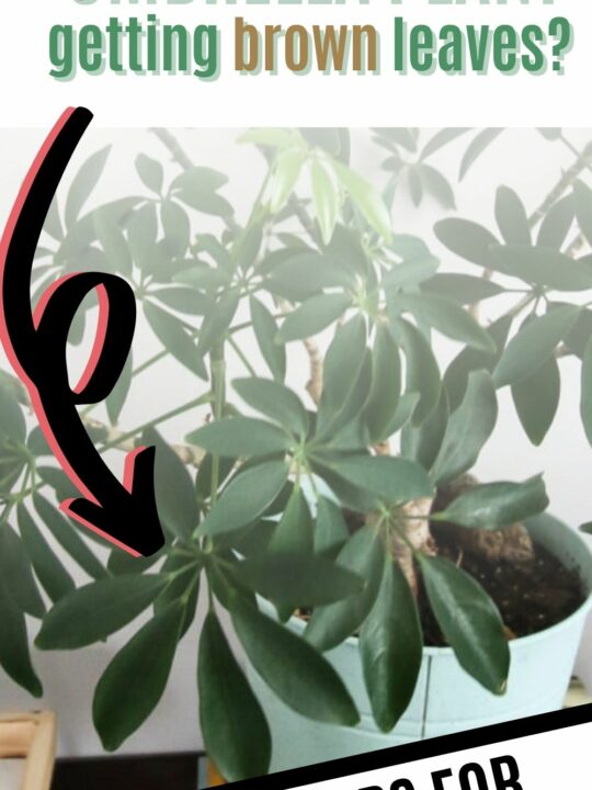 Why is my umbrella plant losing leaves? keep your plants alive