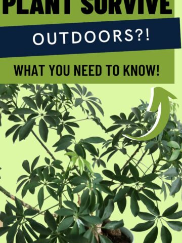 CAN AN UMBRELLA PLANT SURVIVE OUTDOORS