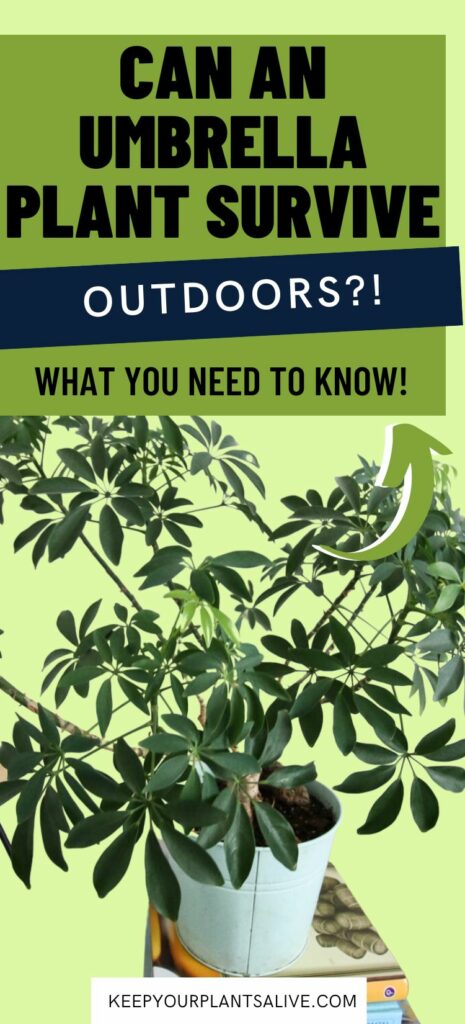 CAN AN UMBRELLA PLANT SURVIVE OUTDOORS