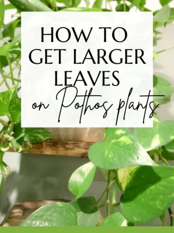 How to get larger leaves on pothos plants