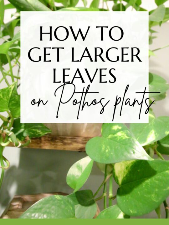 How to cut off dead pothos leaves keep your plants alive