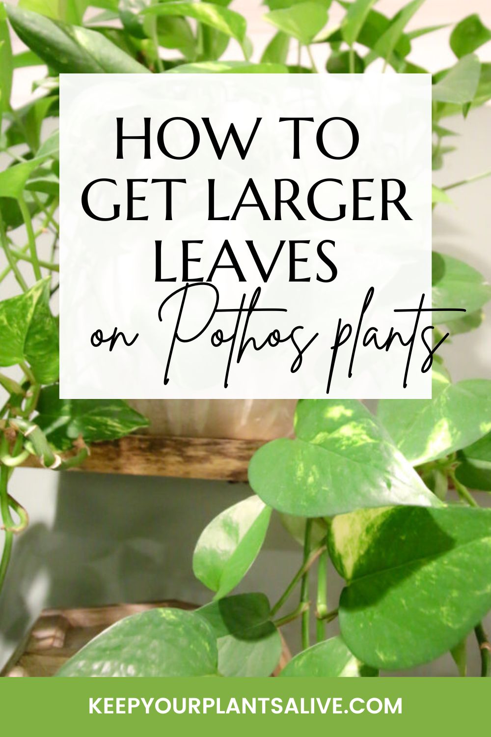 How to get larger leaves on pothos plants