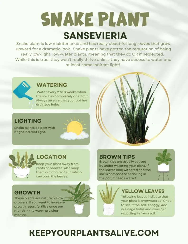 snake plant care guide