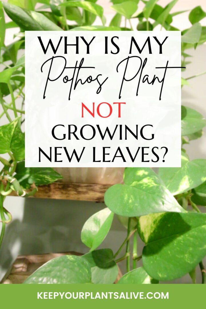 Why is my pothos plant not growing new leaves? keep your plants alive