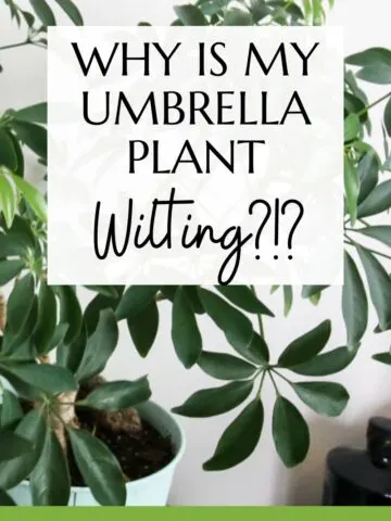 Why is my umbrella plant wilting