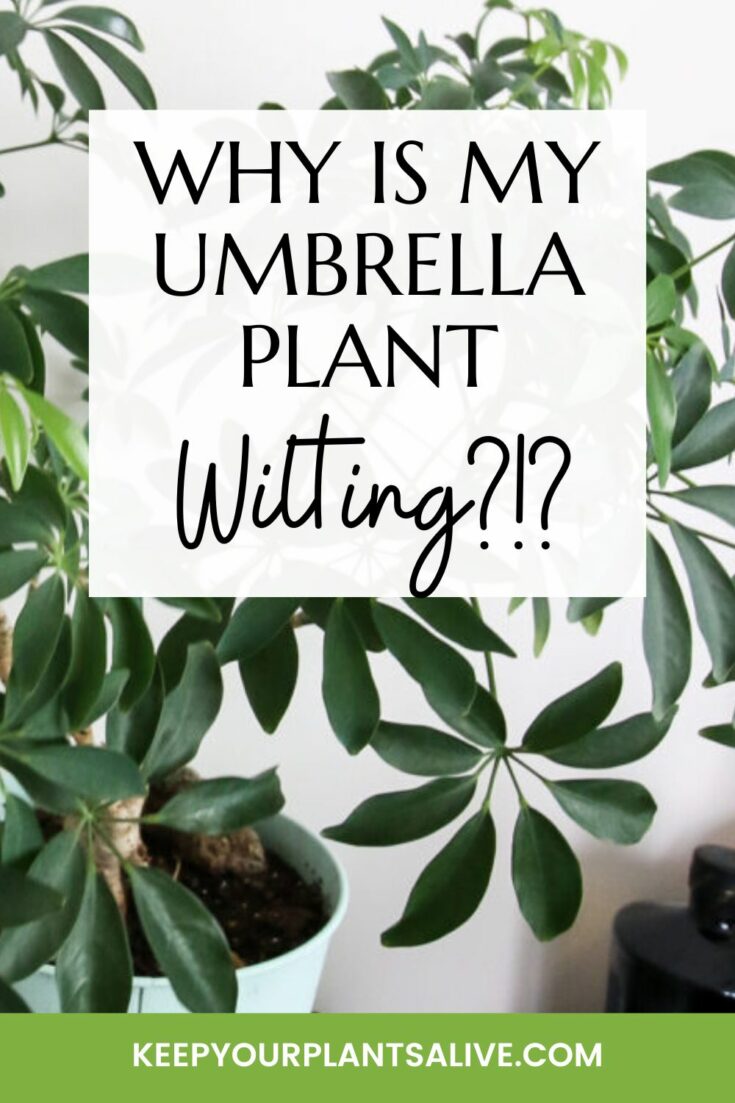 Why is my umbrella plant wilting and how to fix it! keep your plants alive