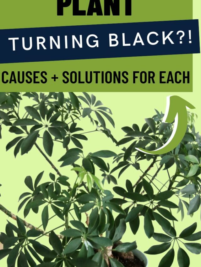 Why is my jade plant turning yellow? keep your plants alive