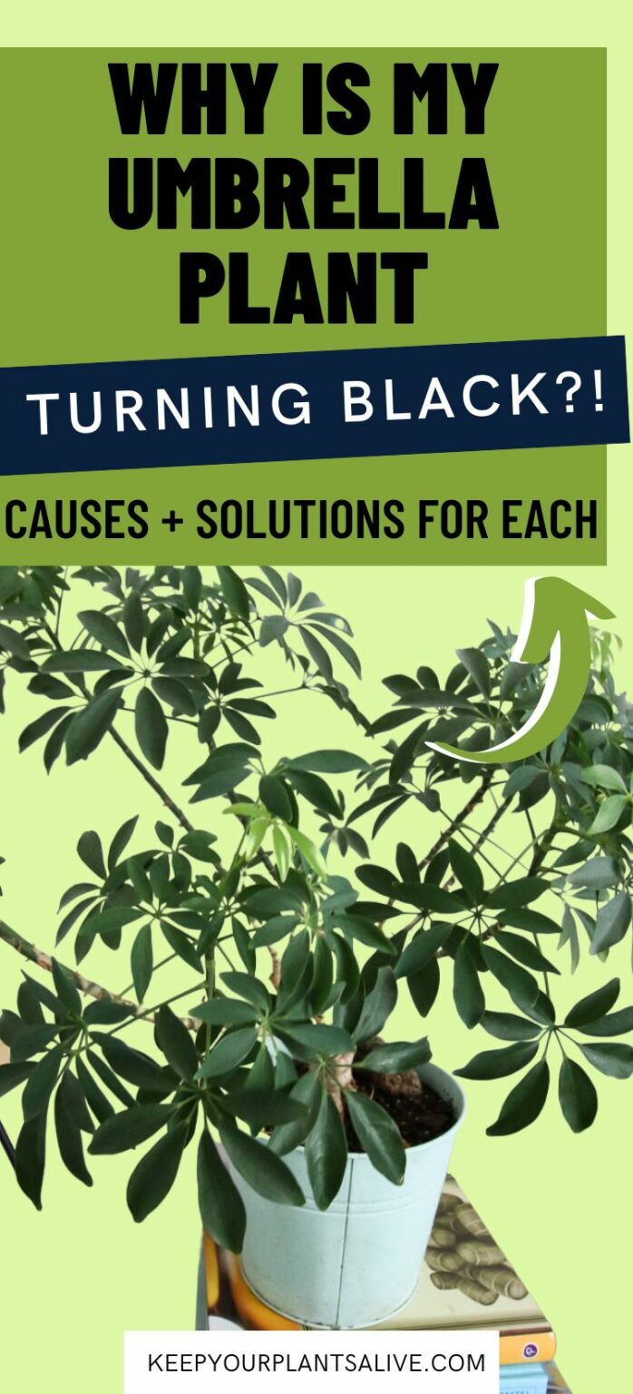 Why is my umbrella plant turning black? keep your plants alive