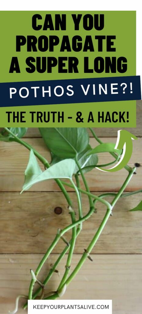 can you propagate a super long pothos vine