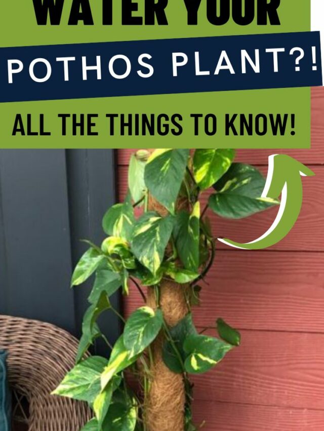 Pothos plant care: everything you need to know - keep your plants alive