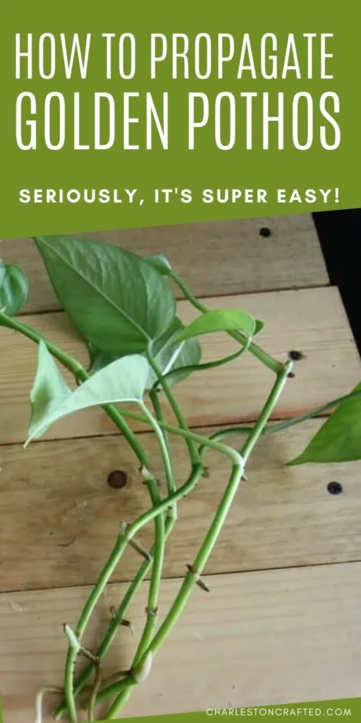 how to propagate golden pothos