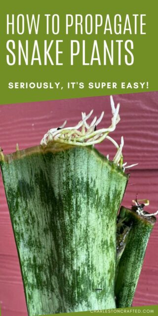 How to propagate snake plants (Sansevieria) - keep your plants alive