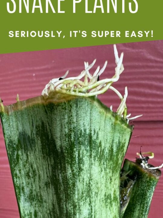 How to propagate golden pothos keep your plants alive