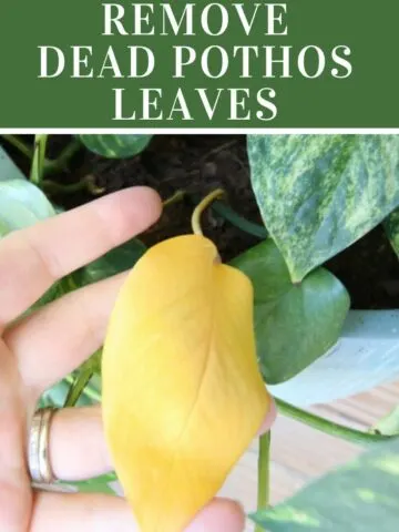 how to remove dead pothos leaves