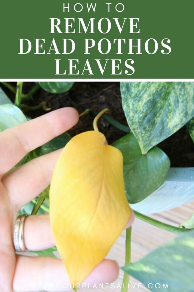 How to cut off dead pothos leaves keep your plants alive
