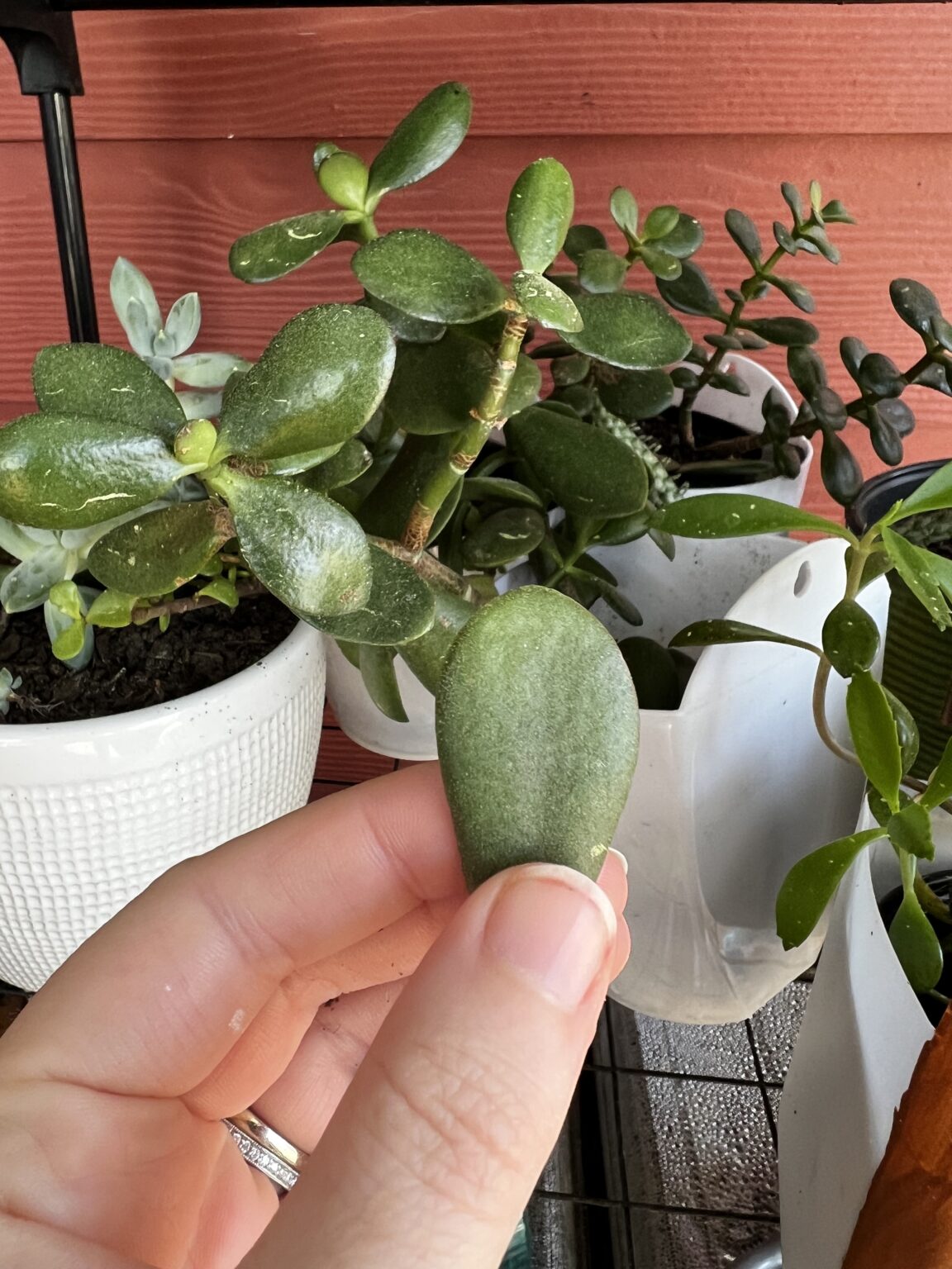 How to water jade plants keep your plants alive