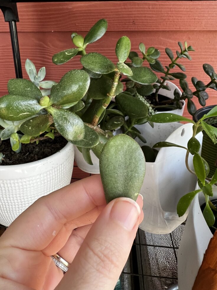 Why is my jade plant dropping leaves? keep your plants alive