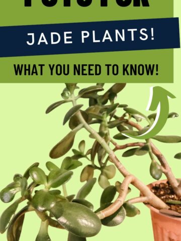 the best pots for jade plants
