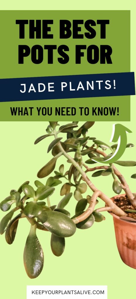 the best pots for jade plants