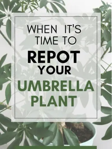 when its time to repot your umbrella plant